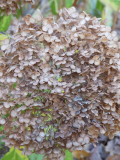 Fall Flowers_2
